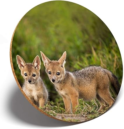Destination Vinyl Coasters 1 X Chacal Chien Loup Coyote Bebe Dessous De Verre Ronde Cuisine Etudiants Enfants Cadeau Amazon Fr Cuisine Maison