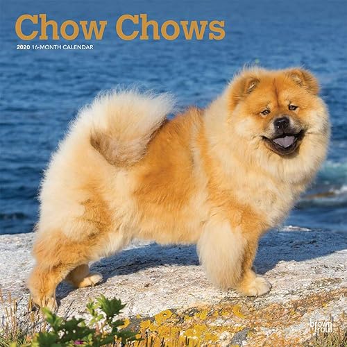Download Chow Chows 2020 Calendar PDF