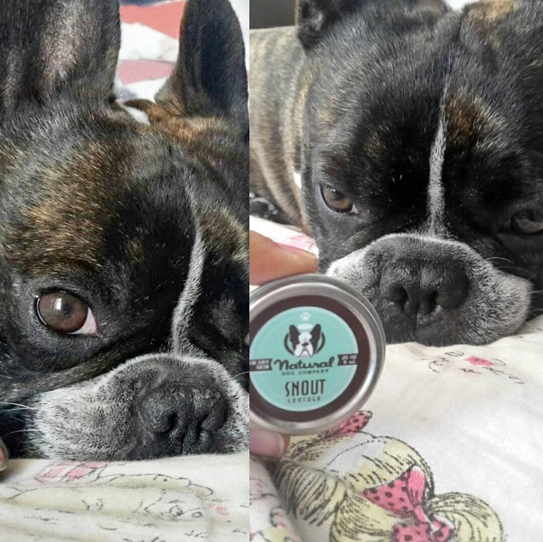 Snout Soother Travel Size Natural Dog Company Dry Chapped Cracked