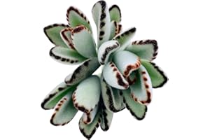 The Succulent Cult Live Succulent Cuttings (3 Kalanchoe Tomentosa Panda Plant), Succulents Plants Live, Succulent Plant NO Roots, House Plants Live Office Decoration, DIY Projects, Party Favor Gift