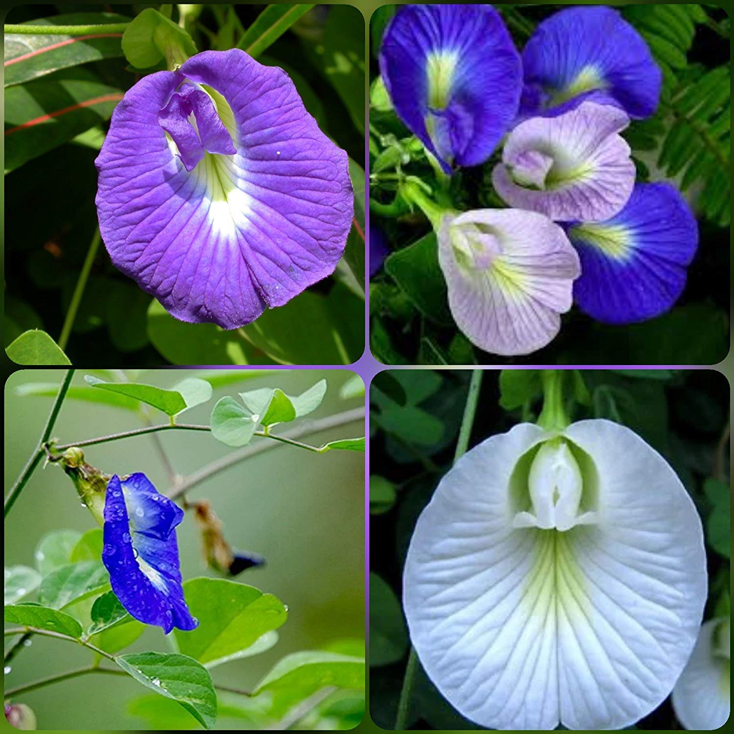 Shop 360 Garden Shankhpushpi Aparajitha Sangu Poo Clitoria Ternatea Butterfly Pea Mixed Flower Seeds Pack Of 15 Seeds Buy Online In Colombia At Desertcart Co Productid 168237898