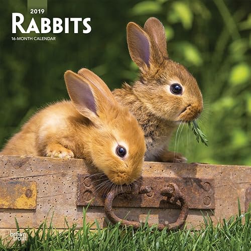 Download Rabbits 2019 Calendar PDF