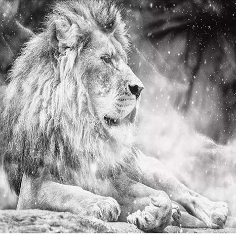 Amazon 写真の壁紙壁画黒と白の動物ライオン壁画3dリビングルームのソファ寝室の背景の装飾紙 0x140cm 壁紙