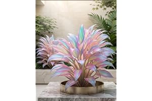 Rainbow Hosta Rainbow Seeds,Mixed Flower Colored Hostas Live Plants Bulbs,Colours Premium Rare Perennial,Gods Artistic Canvas
