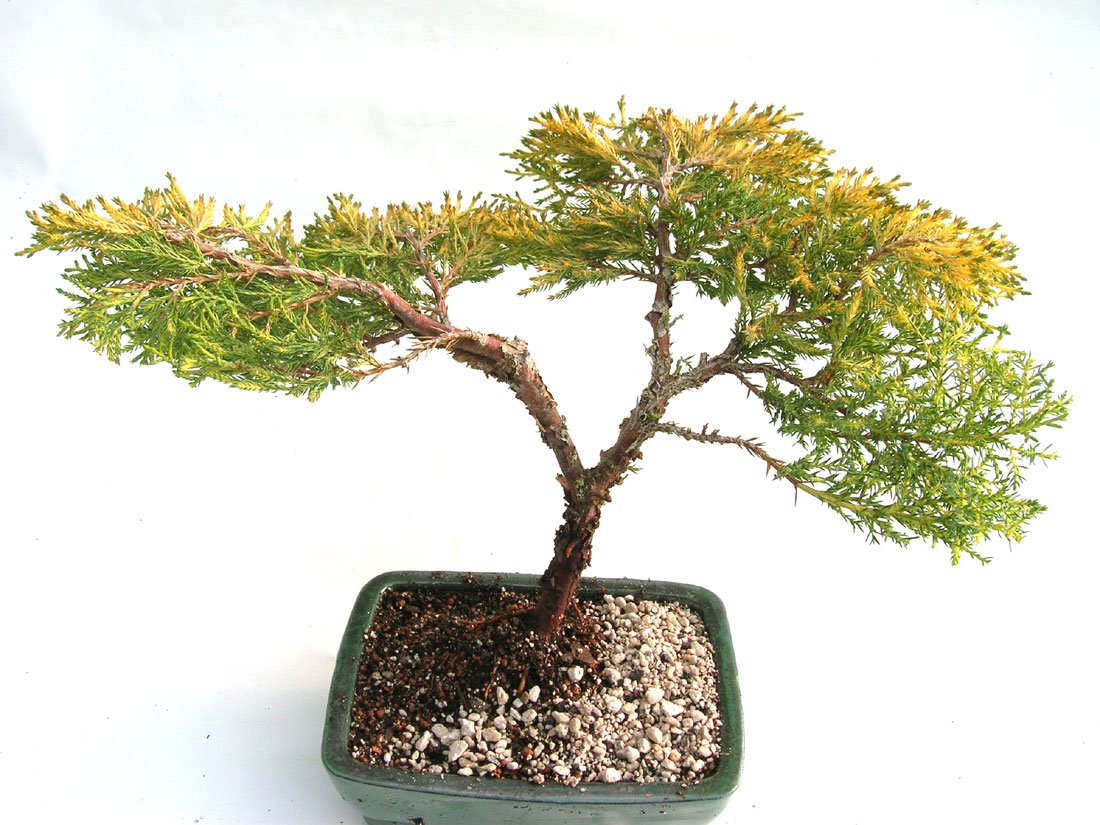 Golden Chinese Juniper Outdoor Bonsai Tree Amazon.co.uk Garden & Outdoors