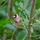 Copdock Mill Wild Bird Seed Superior Mix 20kg – All Year Small Garden Birds view 7