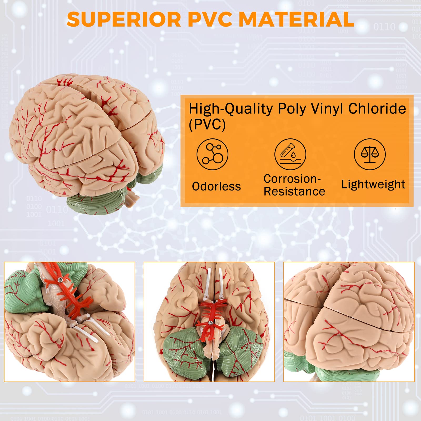 Mua WICHEMI Human Brain Model 9-Part Model of Brain Life Size Brain ...
