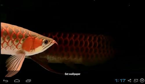 Real Arowana Live Wallpaper Amazon Co Uk Appstore For Android