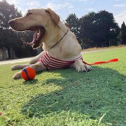BeauGo Slip Leads for Dogs,Thin Slip Lead,Dog