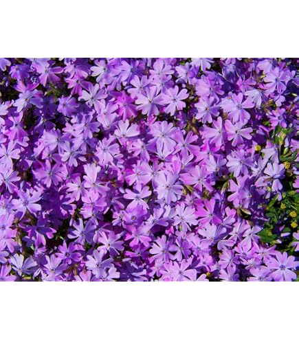 Semillas De Flox Rastrero – Cobertura Vegetal Perenne Resistente, 1500 Semillas Para Jardín Y Macizos