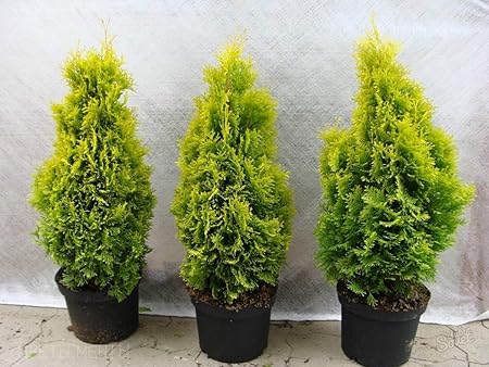 Creative Farmer Live Plant Morpankhi/Thuja Compacta Christmas Tree Garden Great Exotic (Arborvitae) Ornamental (1 Live