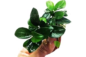 Planterest - Anubias Nana Petite Potted Live Aquarium Plant Decorations BUY2GET1FREE