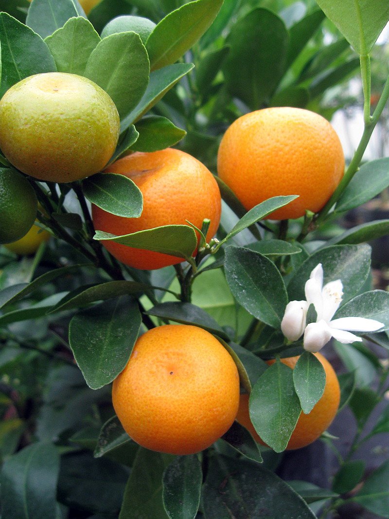 Miniature Orange Tree Calamondin 8" PotNO Shipping to TX, FL, AZ