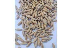 Oats Cover Crop Seeds – 1 OZ | Fast-Growing Ground Cover & Green Manure | Soil Builder for No-Till Gardens, Raised Beds, Soil