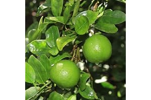 PALM BEACH MEDICINAL HERBS Key Lime Tree Seeds (Citrus aurantifolia) Packet of 5 Seeds