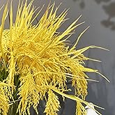 Mousidr Fake Paddy Grain Ear of Rice Plant Green Plants Artificial for Home Decoration Hall Shop Window Garden 12 Packs Stems (Nature)