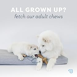 Benebone Puppy Wishbone Dog Chew Toy, Made in