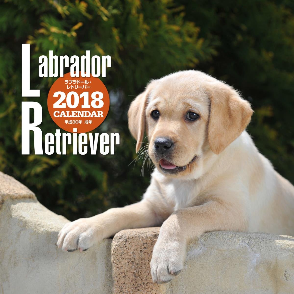 Amazon Co Jp 18年大判カレンダー ラブラドール レトリーバー カレンダー 井川 俊彦 文房具 オフィス用品