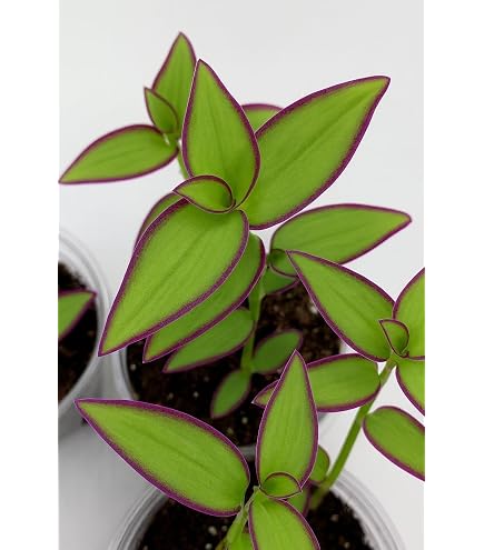 Amazon.com : Dark Desire Wandering Jew Cuttings to Grow (4