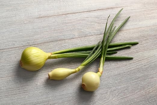 Cebolla de invierno
