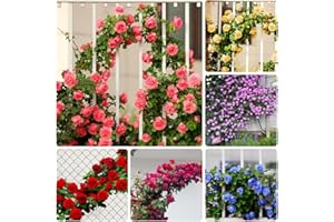 GMBTHO 600+ Mix Climbing Rose Seeds for Planting Outdoors Heirloom Roses Bushes Ready to Plant Gardening Rose Seeds Bush Vine Climber Long-Blooming