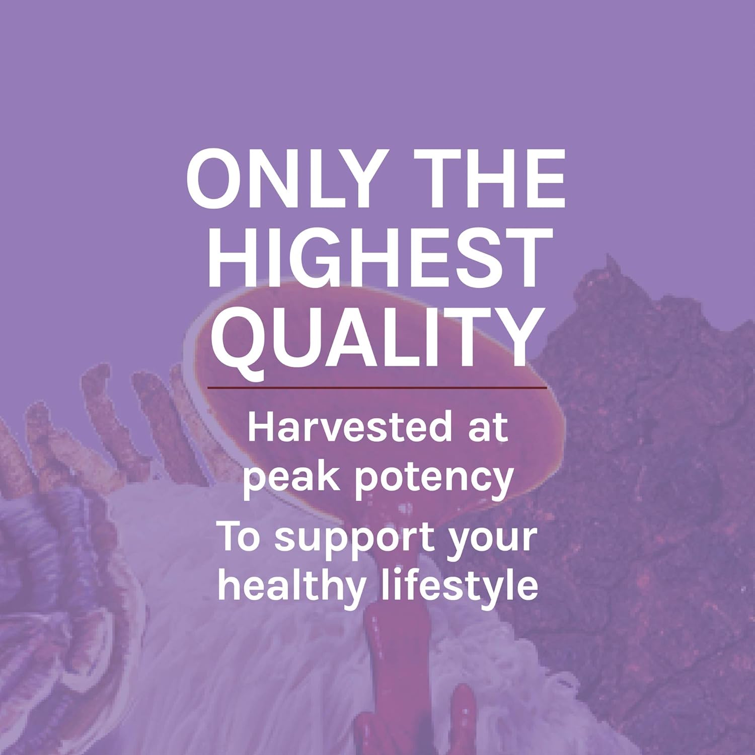 Host Defense, Lion's Mane Capsules, Promotes Mental Clarity, Focus and Memory, Daily Mushroom Supplement, Vegan, Organic, 120 Capsules (60 Servings): Health & Personal Care