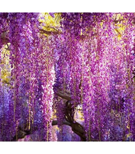 Amazon.com : 5 Bright Pink Wisteria Seeds Vine Climbing Flower Perennial  Rare Tropical Seed : Patio, Lawn & Garden