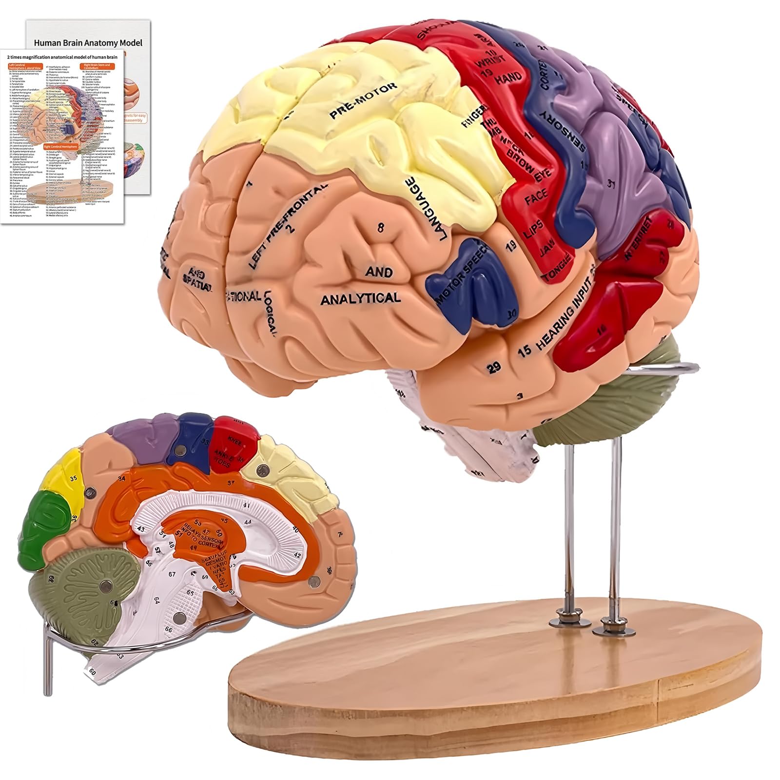 Photo 1 of DSFGFRR Human Brain Model 2X Life?Size, Brain Anatomy Model for Neuroscience, 4?Part Detachable 3D Brain Model with Laser?Engraved Labels and Stand for Psychology Neuroscience Learning