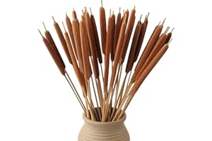 MIHUAGE Dried Natural Cattails - 20PCS for DIY Floral Arrangements and Home Office Decor - Jumbo 17 Inch Length Dia Around 0.