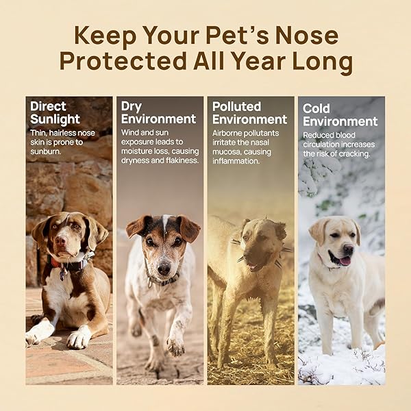 HICC PET NOSE BALM FOR DOG & CAT – MOISTURIZES REPAIRS SOOTHES DRY/CRACKED NOSE – DOGS SNOUT SOOTHER WITH FERMENTED COCONUT OIL, DOG NOSE BUTTER DAILY CARE & PROTECTION – ALL NATURAL & LICK SAFE