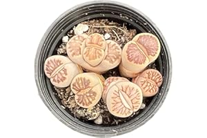 Sprout N Green Lithops julii 'Kikusiyo Giyoku', Rare Living Stone Plant Fully Rooted in 2" Pot, Cute Potted Succulents Houseplant Pebble Plant, Great for Terrarium Arrangement, DIY Project