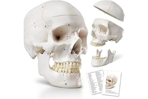 HADWYN 2024 Human Skull Anatomical Model,with Painted Sutures 54 Pcs Labeled Numbered Skull Models for Medical Students,Human Brain Model for Kids Drawing Anatomy