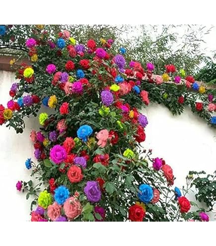 Amazon.com : DouxiE 20pcs Rare Twin Red White Rose Flower Seeds