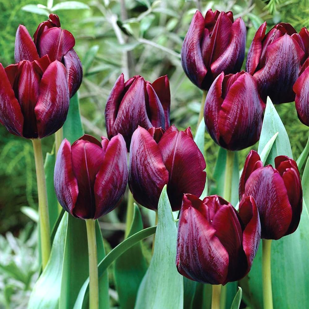 8 x Tulip Ronaldo - Perennial with Large Crimson Flowers β Looks Elegant in Flower Beds, Containers and Fresh Flower Arrangements - for Your Beautiful Garden