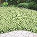 HOGADO Artificial Plants, 4pcs Faux Baby's Breath Fake Gypsophila Shrubs Simulation Greenery Bushes Wedding Centerpieces Table Floral Arrangement Bouquet Filler White
