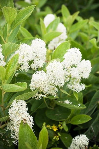 Amazon Com 20 White New Jersey Tea Hummingbird Flower Ceanothus Americanus Shrub Seeds Garden Outdoor