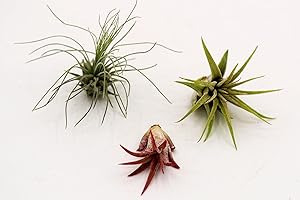 Colorful Air Plant Hand Selected Fast Growing Easy Care Low Maintenance Indoor Outdoor Houseplant Succulents Tillandsia Ionantha Awesome Industries (Combo #1 3 Pack GRF)