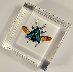 2.9" Real Lamprima Adolphinae Jewel Stag Beetle