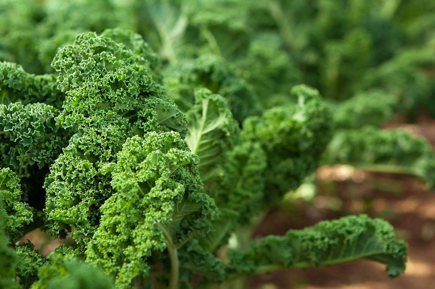Kale Seeds, 8 Ounces - Great for Sprouting and Planting, Rich Germination Rate, Non-Irradiated, Vegan Superfood, Bulk, Grow Amazing Sprout, Microgreens and Plants for Salads, Rich in Sulforaphane: Grocery & Gourmet Food