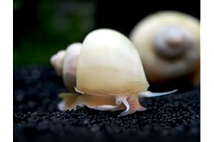 Aquatic Arts 3 Live Ivory Mystery Snails Freshwater Aquarium Scraper / Nano Fish Tank Filter / Glass Clearing Snail | Natural Decor