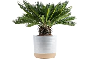 Costa Farms Sago Palm Live Plant in Decorative Pot, Easy to Maintain Large Indoor Houseplant, Perfect for Home, Room, or Office Decor, Great House Warming or Birthday Gift, 2-3 Feet Tall