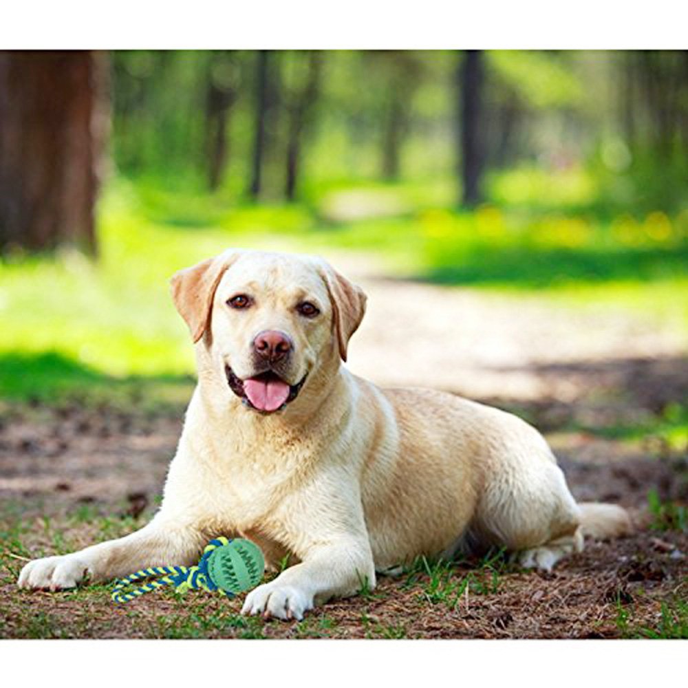 Dog Chew Toy Durable Non-Toxic Toy Balls for Small Dogs Soft Bouncy Rubber Dog Ball Launcher for aggressive chewers training Pet Dog Cat Exercise and Reward Toy