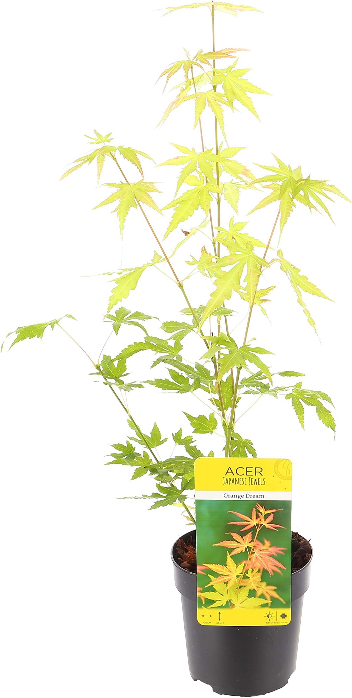 Acer 'Orange Dream' 11cm Pot Shrub Japanese Maple Tree 30-40cm Tall Exc Pot (Live Plants)