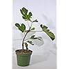 9GreenBox - Chicago Edible Fig - 4" Pot