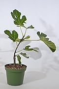 9GreenBox - Chicago Edible Fig - 4" Pot