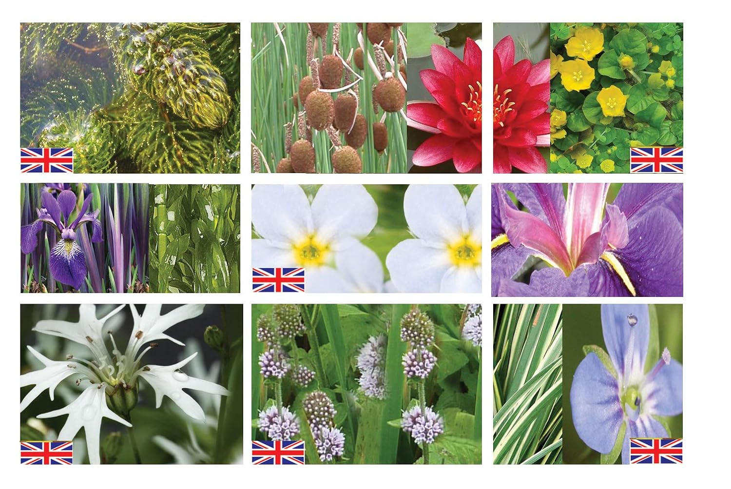 Lincolnshire Marginal Pond Plants Premium Small Pond Pack Starter Top