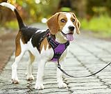 PoyPet No Pull Dog Harness Reflective Adjustable Easy Control Handle Purple S view 7