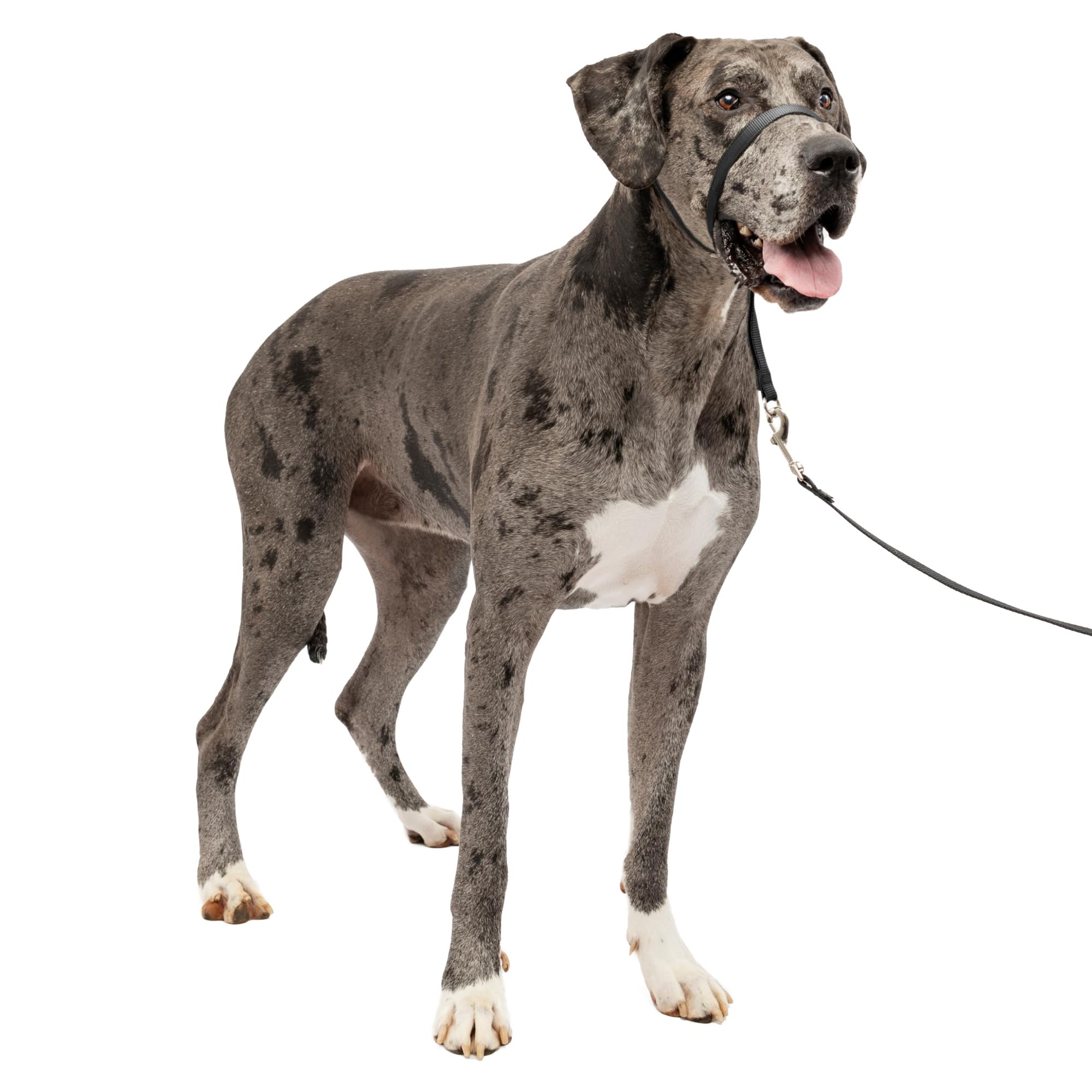 PetSafe Gentle Leader No-Pull Dog Headcollar - The Ultimate Solution to Pulling - Redirects Your Dog's Pulling for Easier Walks - Helps You Regain Control - X-Large, Black