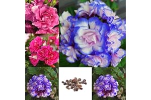 50 Pieces Notte Blue Geranium Seeds Appleblossom Rosebud Pelargonium Flower Ok 01 : in Package Only Seeds