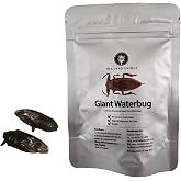 Thailand Unique Giant Waterbug Scorpions, 2 Pieces, Dehydrated Edible | Edible Insects